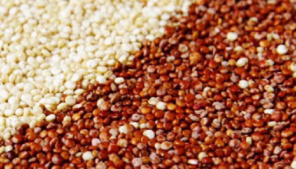 Киноа (Quinoa)