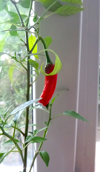 натуральный Red Peter Pepper (Chili Willy)