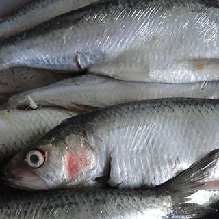 Донская селёдка жареная (Don Cossack Fried Herring)