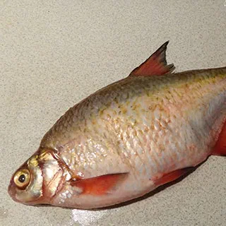 Донской лещ в сметане жареный (Don Bream Roasted in Sour Cream)