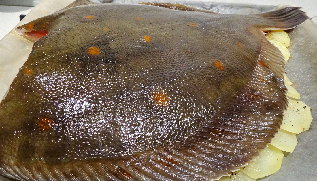 Камбала (Rombo)