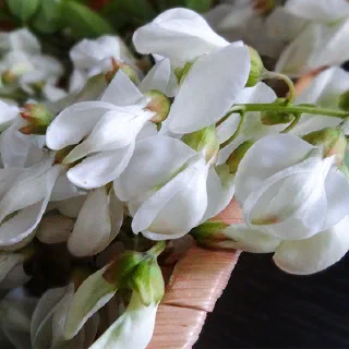 Оладьи с цветами акации (Beignets de Fleurs d'Acacia)