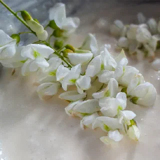 Оладьи с цветами акации (Beignets de Fleurs d'Acacia)
