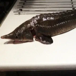 Осётр запеченный с грибами