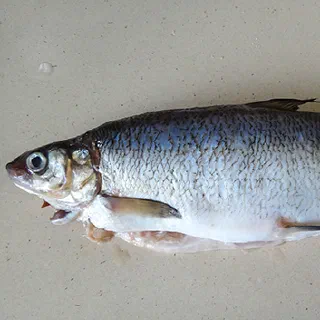 Сиг в сметане (Whitefish in Sour Cream)