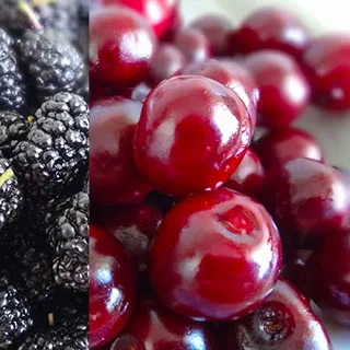 Вареники с вишней и тютиной (Cherry and Mulberry Vareniki) 
