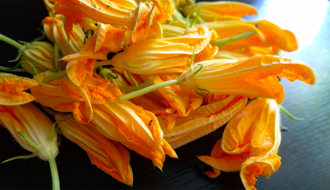 Zucchini Flowers