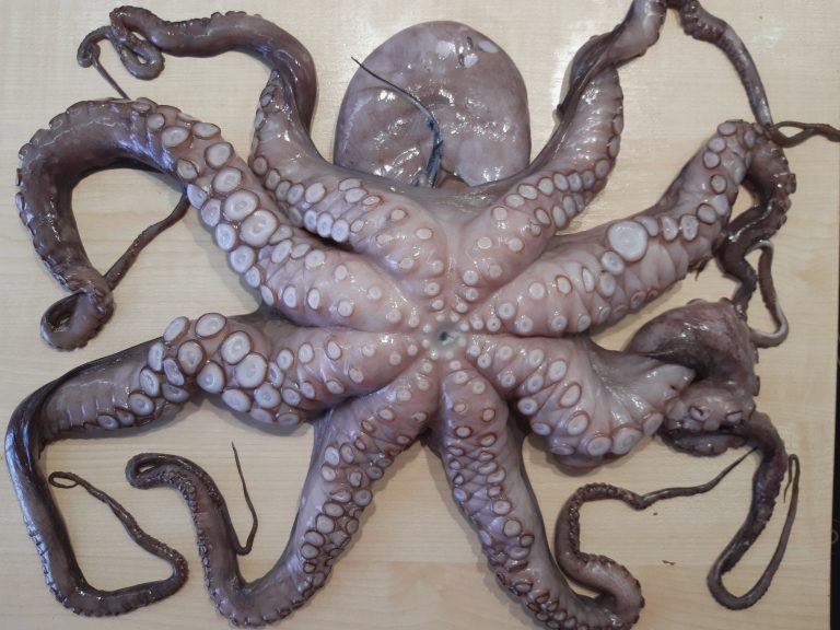 Базовый рецепт приготовления осьминога - Вкусные заметки
